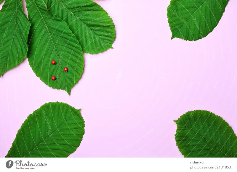 pink background with green leaves Nature Plant Animal Leaf Bright Small Natural Green Pink Red Colour Ladybird Bug Insect wildlife Chestnut Colour photo
