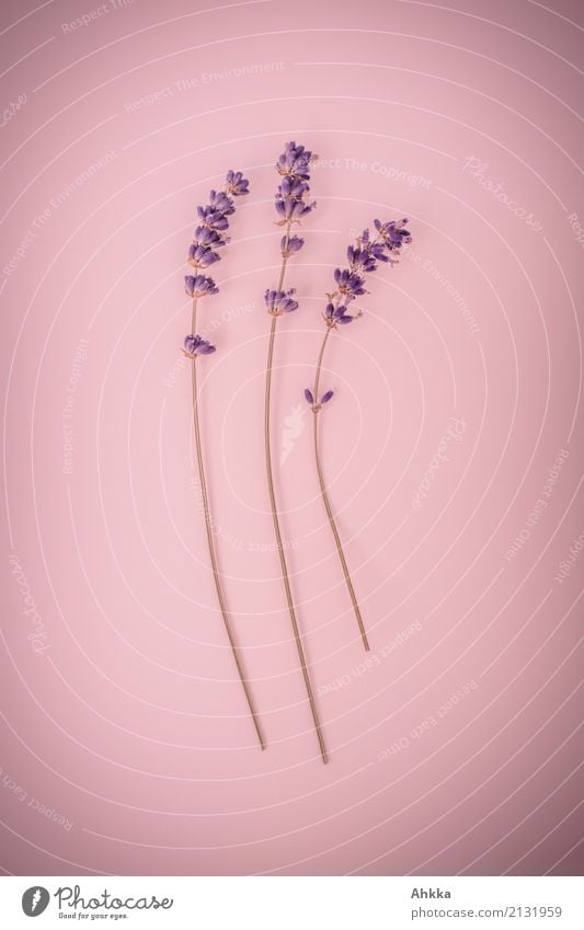 lavender Beautiful Perfume Wellness Harmonious Well-being Fragrance Plant Lavender Digits and numbers 3 Blossoming Exotic Together Violet Pink Esthetic Know