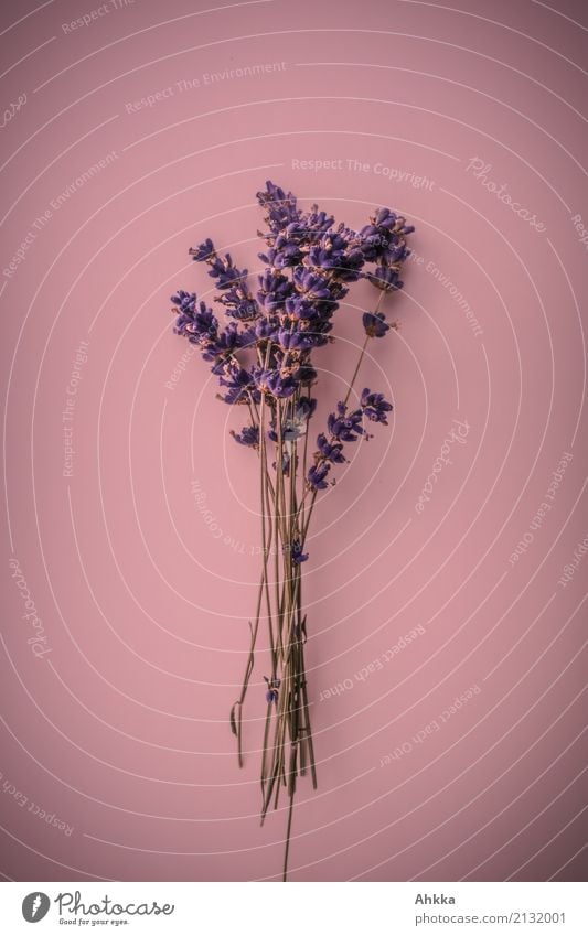 Lavender bouquet on pink background Beautiful Harmonious Contentment Senses Calm Fragrance Decoration Feasts & Celebrations Valentine's Day Mother's Day Plant