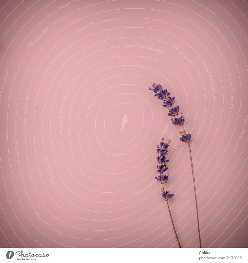 Two lavender flowers on a pink background Beautiful Harmonious Senses Relaxation Fragrance Decoration Valentine's Day Mother's Day Lavender Undulation 2
