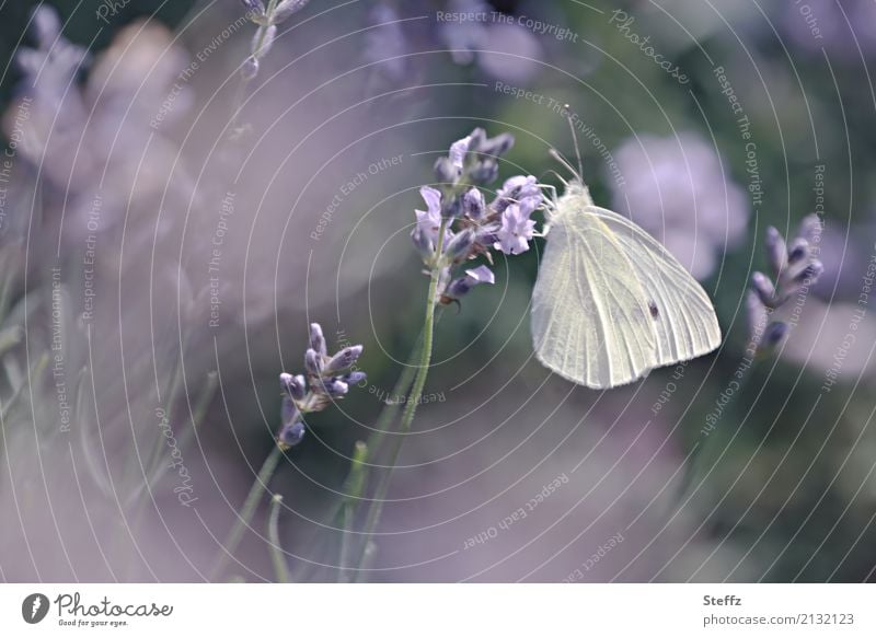 Garden dream with the lavender and a butterfly Lavender lavender scent lavender flowers small cabbage white butterfly Pieris rapae Butterfly shimmer of light