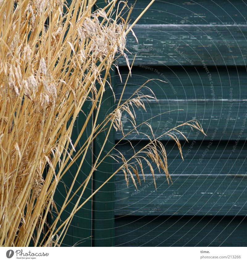 affection Grass Bundle Wood Wall (building) Wooden wall Wood grain Screening Blue-green Yellow Dry Decoration Plant Growth Lean Exterior shot Subdued colour