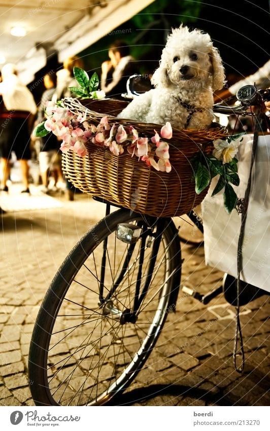 dog days Lifestyle Shopping Bicycle Means of transport Cycling Vehicle Animal Pet Dog Looking Sit Authentic Moody Contentment Trust Safety Protection