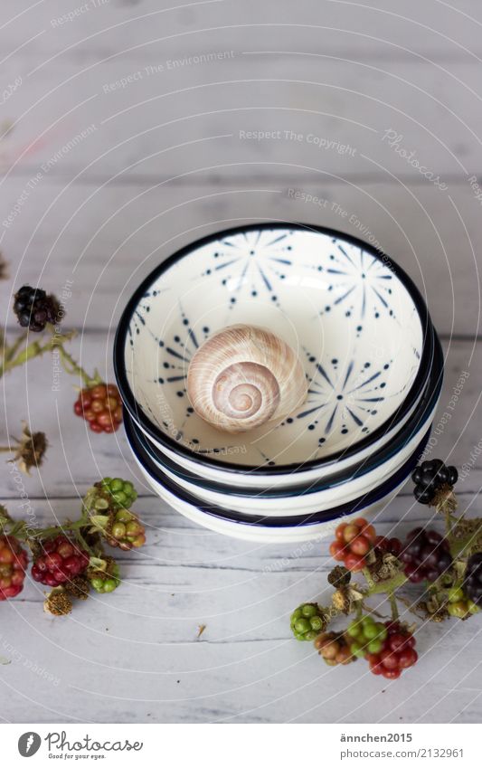 A snail shell lies in a bowl - around it are blackberries Autumn Blackberry Pick amass Find Nature Fresh Forest Harvest Summer Green Plant naturally Fruit