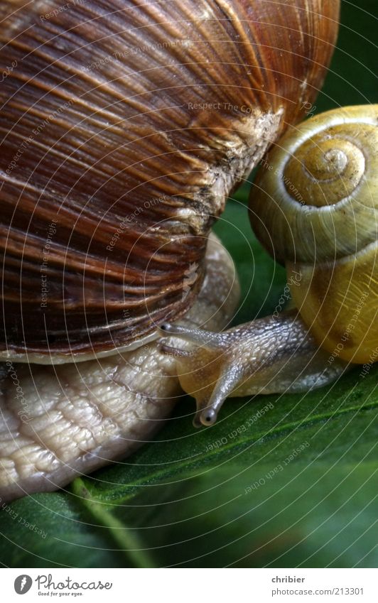 Booah!! You're so big! Nature Animal Leaf Snail 2 Baby animal Wait Large Small Near Slimy Brown Yellow Green Power Protection Sympathy Friendship Together