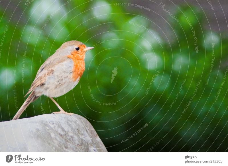 "Birdie cheer!" Animal Bushes Wild animal Wing 1 Stand Robin redbreast Stone Stay Chirping One-legged Copy Space middle Copy Space bottom Deserted Colour photo