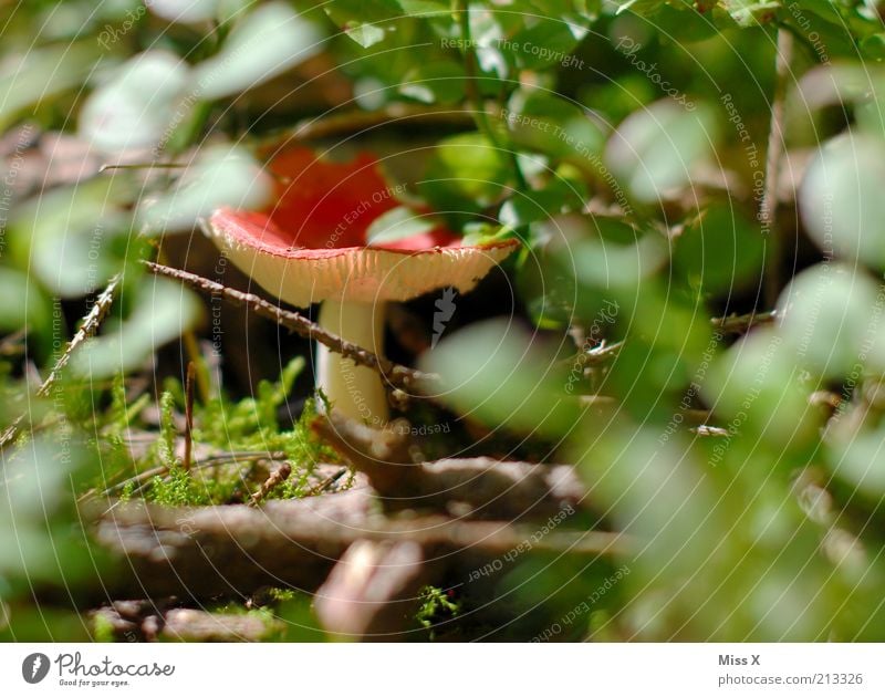 in the wood Food Nature Autumn Bushes Growth Small Red Poison Mushroom Mushroom cap Amanita mushroom Hide Colour photo Multicoloured Exterior shot Close-up