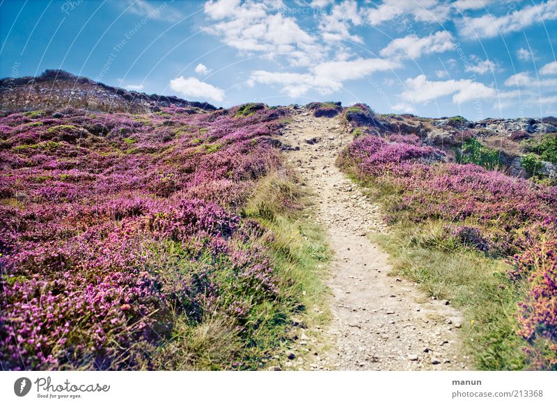 *600* ... and let's go! Vacation & Travel Environment Nature Landscape Earth Sand Summer Plant Grass Bushes Moss Wild plant Hill Rock Mountain Peak Heathland