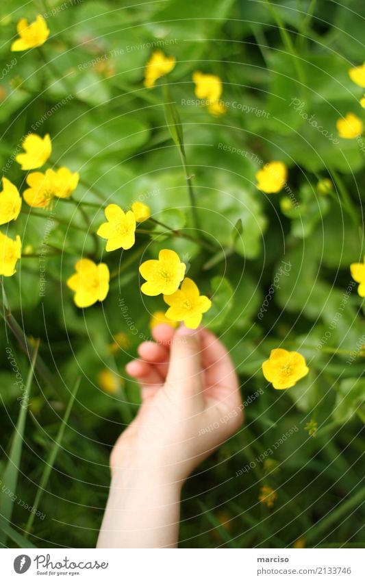 buttercup Child Hand Environment Nature Landscape Plant Flower Grass Blossom Garden Park Meadow Outskirts Fragrance Discover Yellow Spring fever Caution Colour