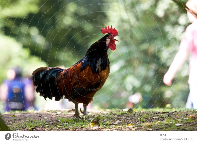 bawler Human being 2 Park Animal Farm animal Rooster 1 Crest Feather Colour photo Day Shadow Contrast Animal sounds Cockscomb Free-roaming Full-length Beak