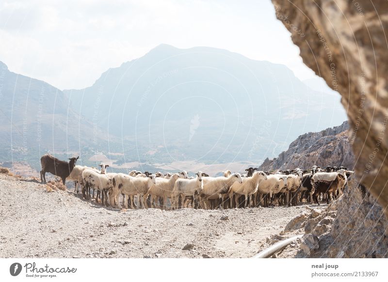 Sheep turn right Landscape Mountain Herd Observe To talk Looking Wait Brash Happiness Together Willpower Agreed Watchfulness Patient Flexible Unwavering Resolve