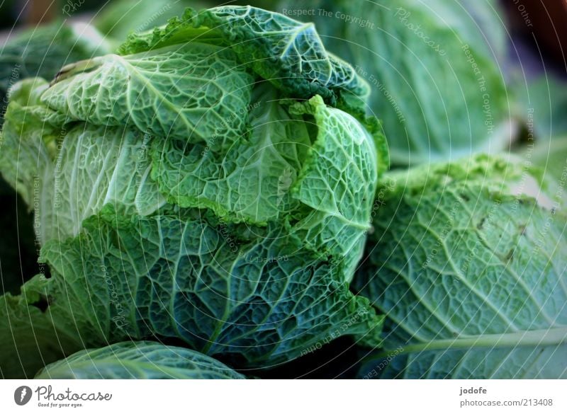savoy cabbage Food Vegetable Green Savoy cabbage Cabbage Vegetarian diet Verdant Multiple Colour photo Multicoloured Exterior shot Deserted Day Light Shadow