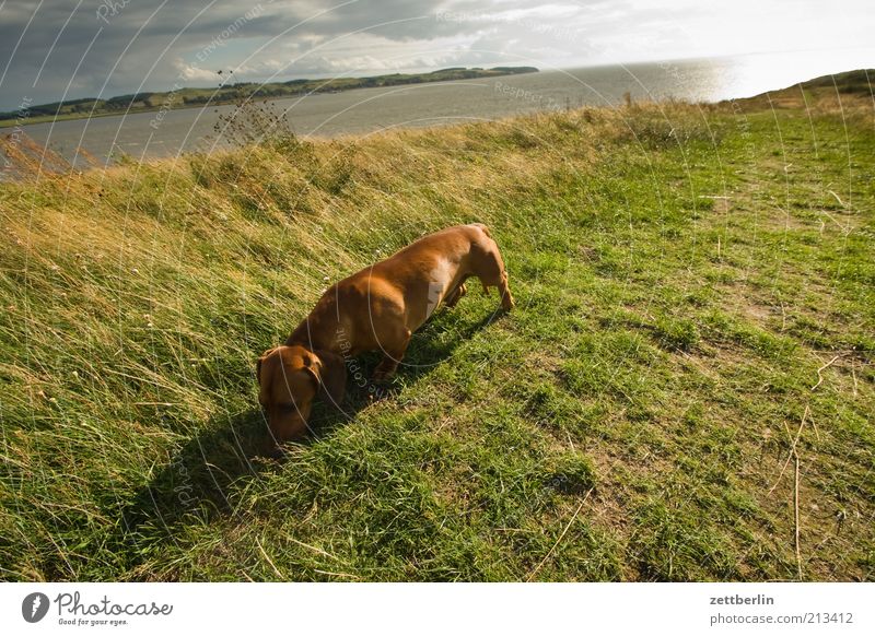 Foreign dachshund on the Schafberg Environment Nature Landscape Sky Horizon Coast Baltic Sea Pet Dog August Dachshund Odor Search Grass Water Ocean