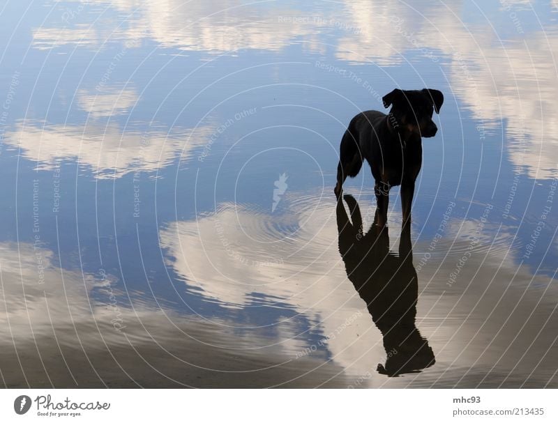 On the dog come Nature Air Sky Clouds Lake Animal Dog Wait Beautiful Watchfulness Calm Colour photo Exterior shot Evening Reflection Animal portrait Full-length