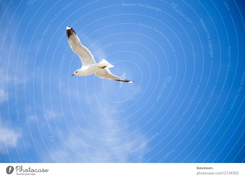 flying gull. Athletic Fitness Vacation & Travel Adventure Far-off places Freedom Summer Sun Environment Nature Sky Clouds Beautiful weather Animal Bird Seagull