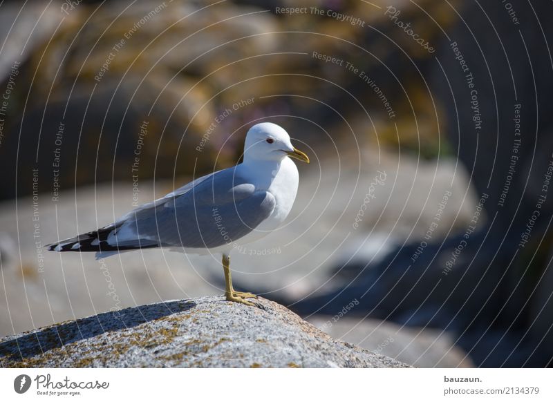seagull. Environment Nature Rock Animal Bird Seagull 1 Observe Stand Colour photo Exterior shot Deserted Copy Space left Copy Space right Copy Space top