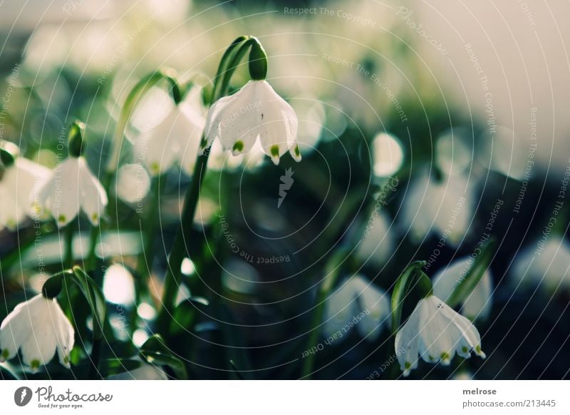 SPRING MESSENGERS Environment Nature Plant Earth Spring Flower Blossom Snowdrop Blossoming Growth Green White Colour photo Subdued colour Exterior shot Deserted