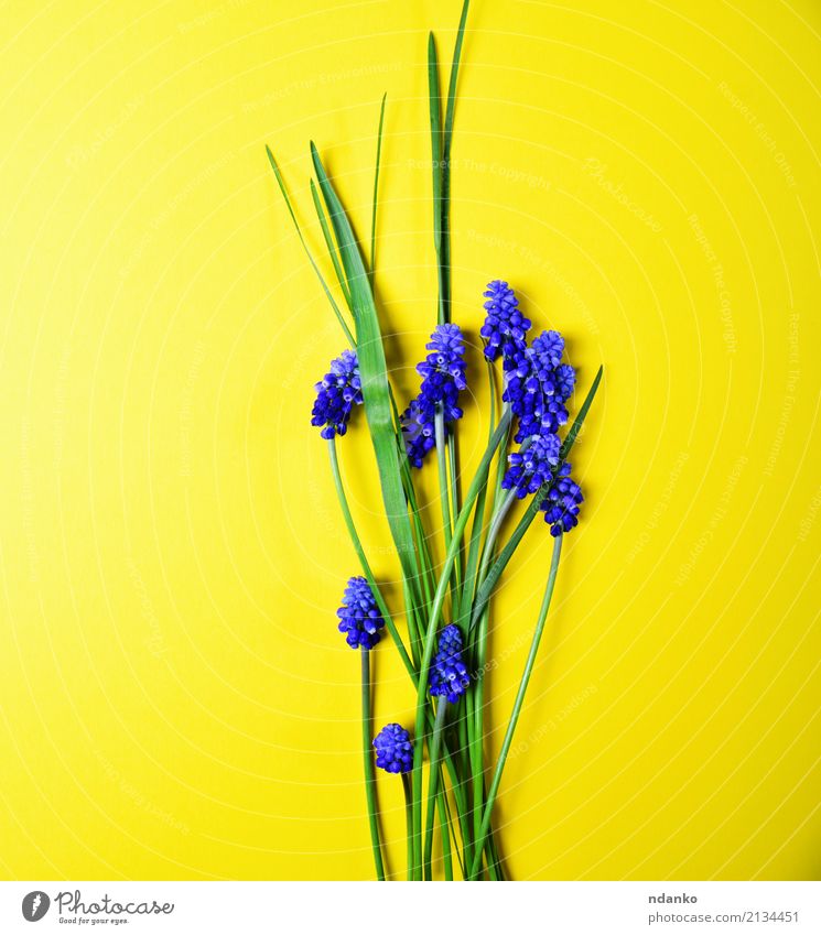 Yellow background with blue flowers Beautiful Summer Garden Decoration Nature Plant Flower Leaf Blossom Bouquet Fresh Bright Natural Blue Green hyacinth