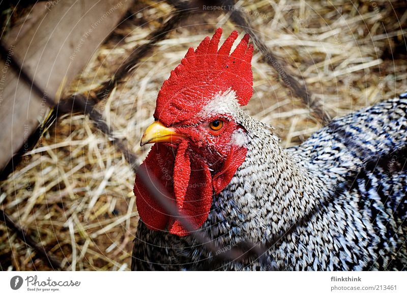 Cock (Güggel) Nature Landscape Bedding Straw Grating Mesh grid Enclosure Fence Animal Pet Farm animal Wild animal Rooster Cockscomb 1 Observe Looking Yellow