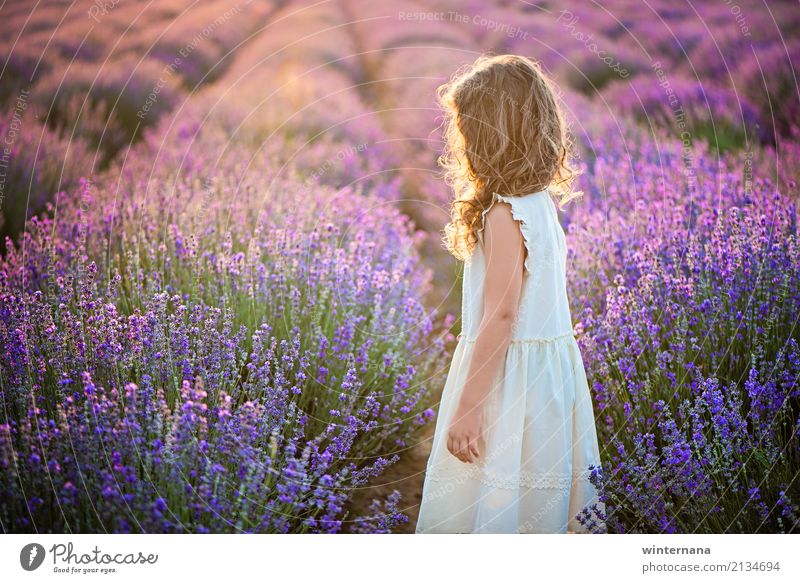 Lavender golden light filed Girl 1 Human being 3 - 8 years Child Infancy Environment Sunlight Summer Field Dress Blonde Curl Looking Stand Dream Wait Authentic