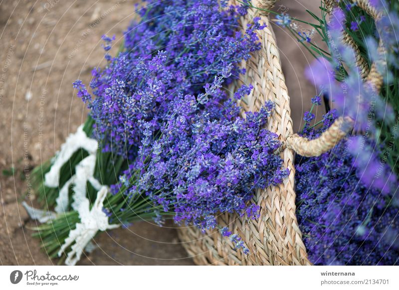 going outside Health care Wellness Well-being Summer Lavender Field Bag Free Friendliness Happiness Fresh Uniqueness Acceptance Warm-heartedness Contentment