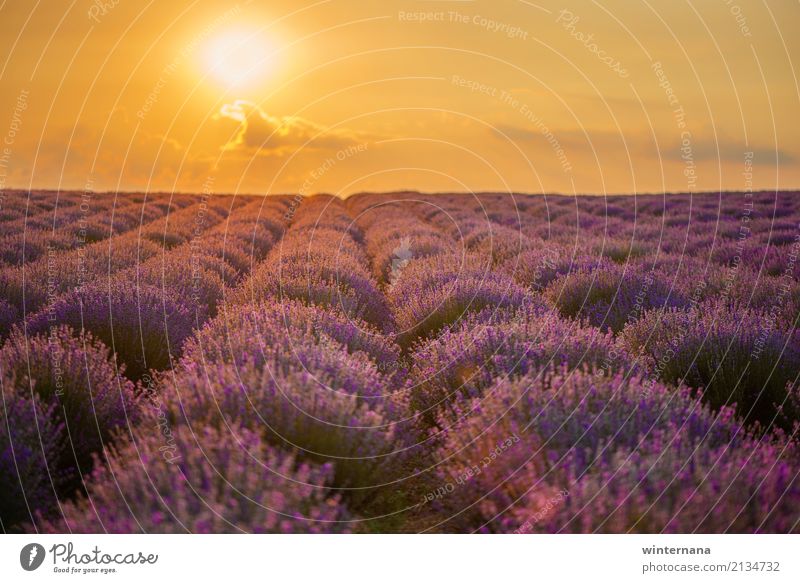 Lavender field Environment Nature Landscape Earth Sky Clouds Sun Sunrise Sunset Summer Field Multicoloured Yellow Gold Violet Warm-heartedness Together Freedom