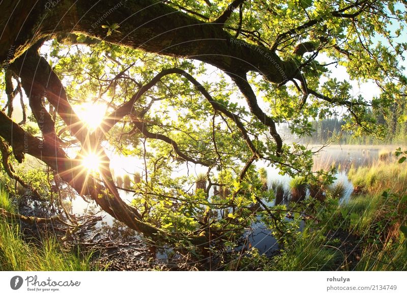 gold sun rays through oak branches and leaves Summer Sun Nature Landscape Sunrise Sunset Sunlight Spring Beautiful weather Fog Tree Leaf Forest Lake Bright Wild