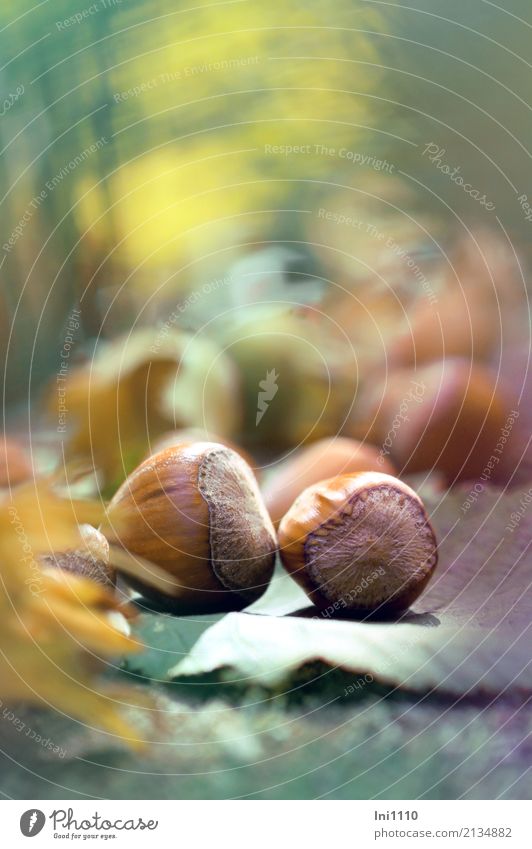 hazelnuts Nature Plant Earth Sunlight Autumn Beautiful weather Bushes Agricultural crop Wild plant Hazelnut Garden Park Field Forest Brown Multicoloured Yellow