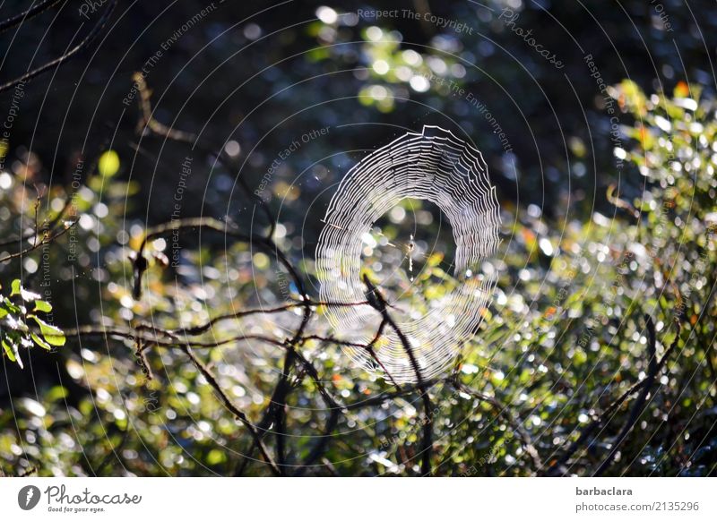 Halloween in the Moor Hallowe'en Nature Drops of water Sunlight Climate Plant Bushes Bog Marsh Spider Spider's web Illuminate Dark Bright Moody Beginning