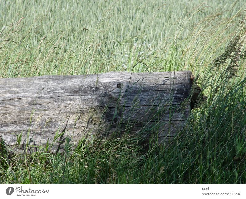 Shadows on wood Wood Field Green Tree Grass Nature Old Derelict Close-up