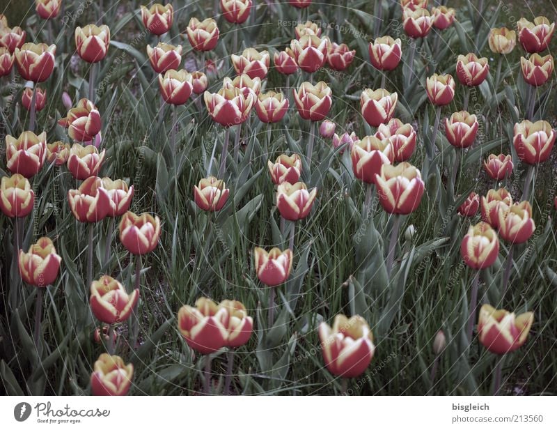 tulip field Nature Plant Flower Tulip Blossom Meadow Blossoming Growth Green Pink Flower meadow Colour photo Subdued colour Exterior shot Many Multiple Deserted