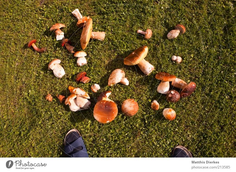 athlete's foot Environment Nature Plant Summer Grass Mushroom Feet Shuffle Sandal Meadow Boletus Honey fungus Collection Accumulation Collector Collector's item