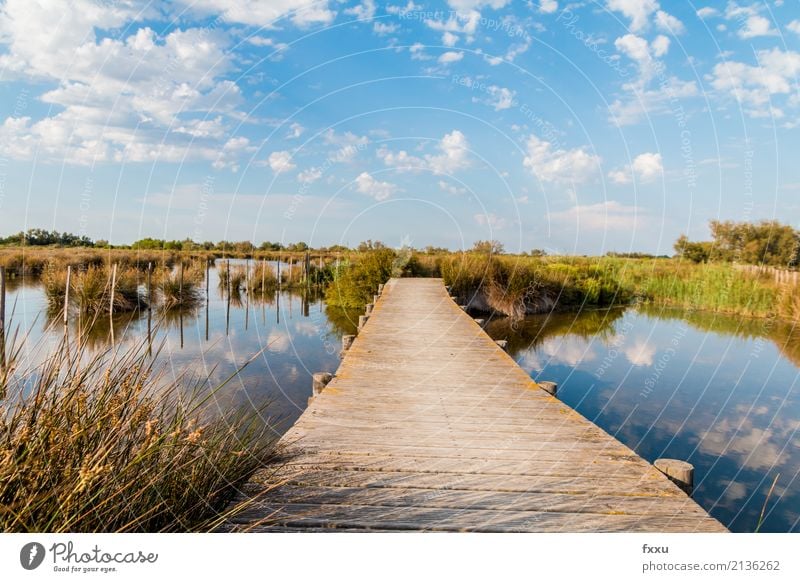 Wooden footbridge in the Camargue Footbridge Nature Water Common Reed Bridge Lake Landscape Wooden board Calm Far-off places Wood strip Woodway River Moody