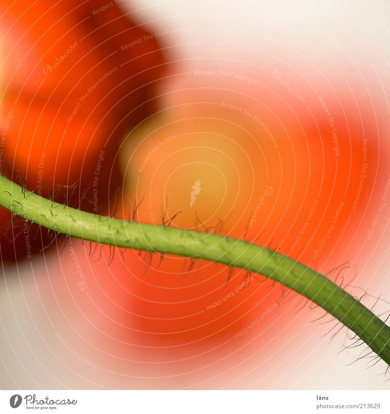 poppy Plant Poppy Poppy blossom Stalk Red Flower Blossoming Exceptional Flower stem Blossom leave Colour photo Multicoloured Close-up Macro (Extreme close-up)