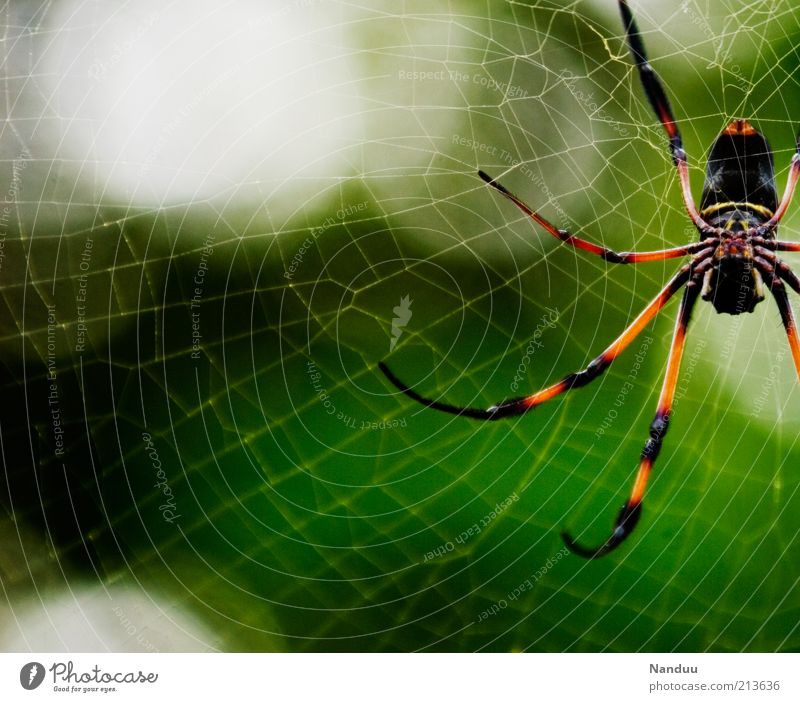 She just wants to play Nature Animal Wild animal Spider Nephila 1 Disgust Creepy Large Spider's web Seychelles Virgin forest Tropical Copy Space left
