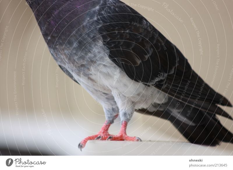 headless Animal Bird Pigeon Claw 1 Near Headless Colour photo Animal portrait Plumed Feather Gray