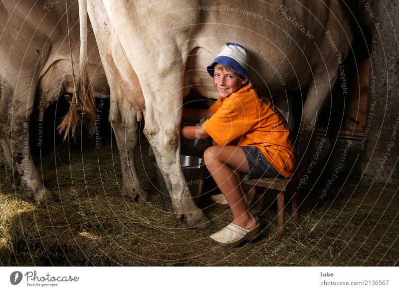fresh milk production Cheese Dairy Products Workplace Agriculture Forestry Boy (child) Animal Cow Smiling Milk milkers Forest of Bregenz Barn cattle shed