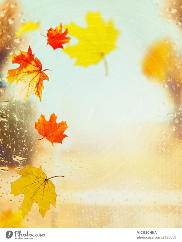 Colourful autumn leaves on window with raindrops Lifestyle Design Garden Nature Autumn Rain Leaf Park Yellow Background picture September October November