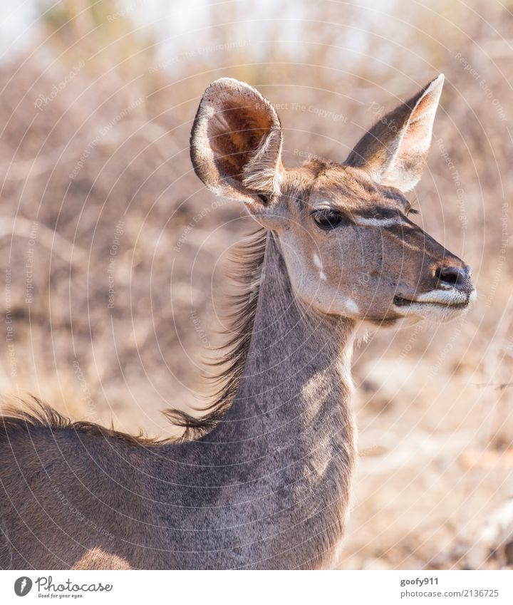 Sharp ears Vacation & Travel Trip Adventure Far-off places Safari Expedition Environment Nature Landscape Spring Summer Beautiful weather Warmth Drought Desert