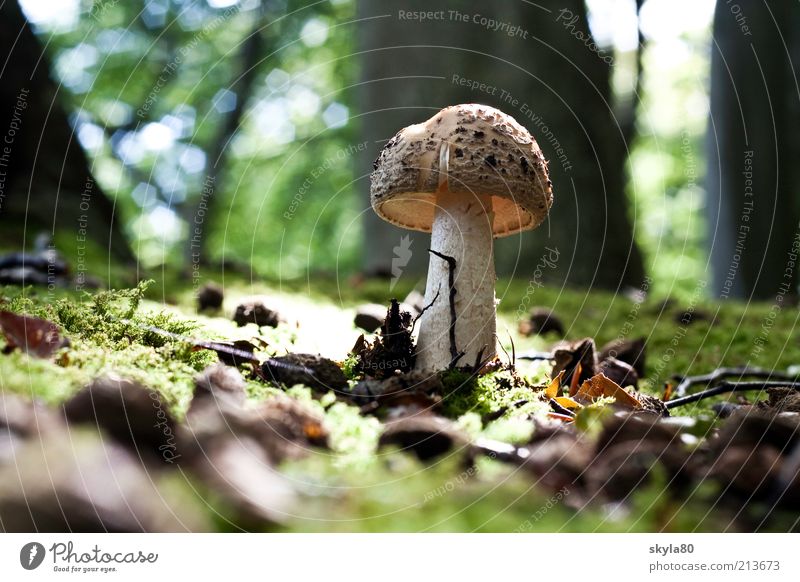 fairytale forest Mushroom cap forest soils Forest Autumn Autumnal Moss Sunlight Clearing Day Eating Food photograph Earth Nature Automn wood natural Growth tree