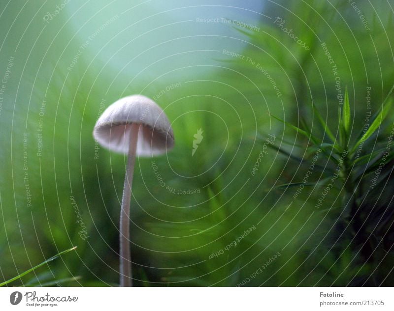 Recently in the fairytale forest Environment Nature Plant Moss Wild plant Bright Natural Soft Green White Mushroom Mushroom cap Growth Woodground Colour photo