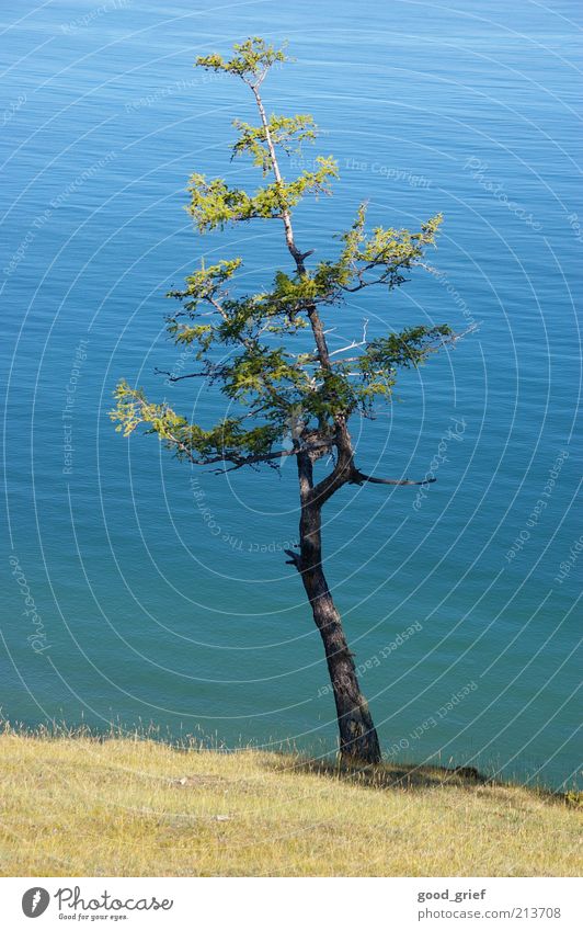 little tree Environment Nature Landscape Plant Earth Water Climate Beautiful weather Tree Ocean Pond Lake Free Lake Baikal Pine Branch Twigs and branches