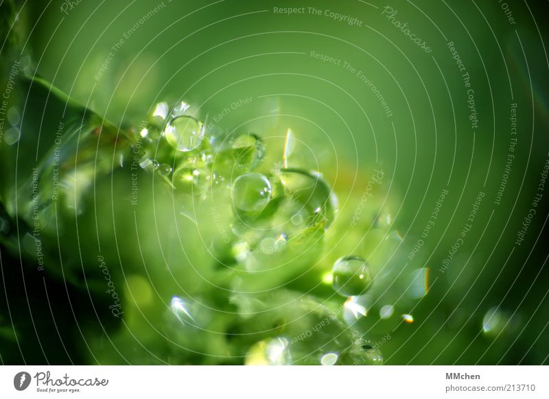 universe Nature Water Drops of water Plant Wild plant Illuminate Fresh Green Dew Sphere Colour photo Exterior shot Macro (Extreme close-up) Copy Space right