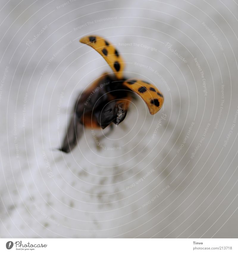staring/landing ladybird Beetle Wing 1 Animal Flying Gray Black Ready to start Departure Ladybird Detail Landing Spotted Isolated Image Yellow Orange