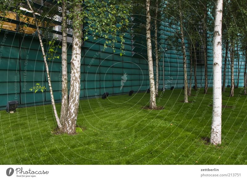 Nordland Grass Meadow Birch tree Colour photo Exterior shot Day Wide angle Lawn Facade Floodlight Architecture Consulate Norway Deserted Building