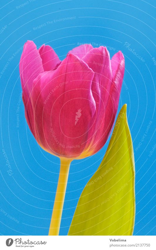 tulip Plant Flower Tulip Beautiful Blue Multicoloured Green Pink Colour photo Exterior shot Close-up Copy Space left Copy Space right Copy Space top Day