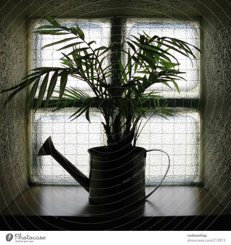 direct à la source Window Window board Watering can Dark Survive Environment Plant Window decoration Silhouette Green thumb Growth-enhancing Foliage plant