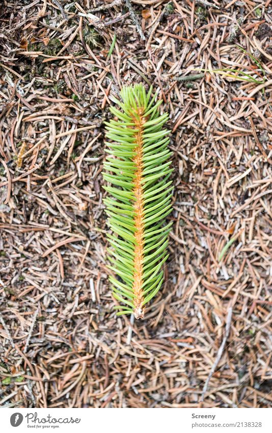 Oh Christmas Tree - Single Edition Nature Plant Earth Fir tree Fir branch Forest Lie Brown Green Christmas & Advent Fir needle Colour photo Exterior shot Detail