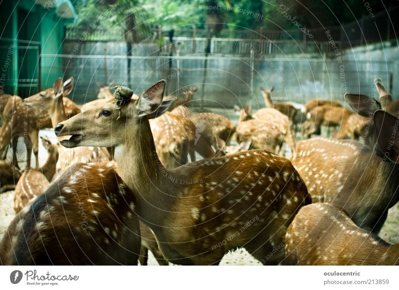 Bambi and the Fawn Gang Animal Pelt Zoo Roe deer Deer Group of animals Herd Old Beautiful Captured Closed Speckled Cage Colour photo Exterior shot Experimental