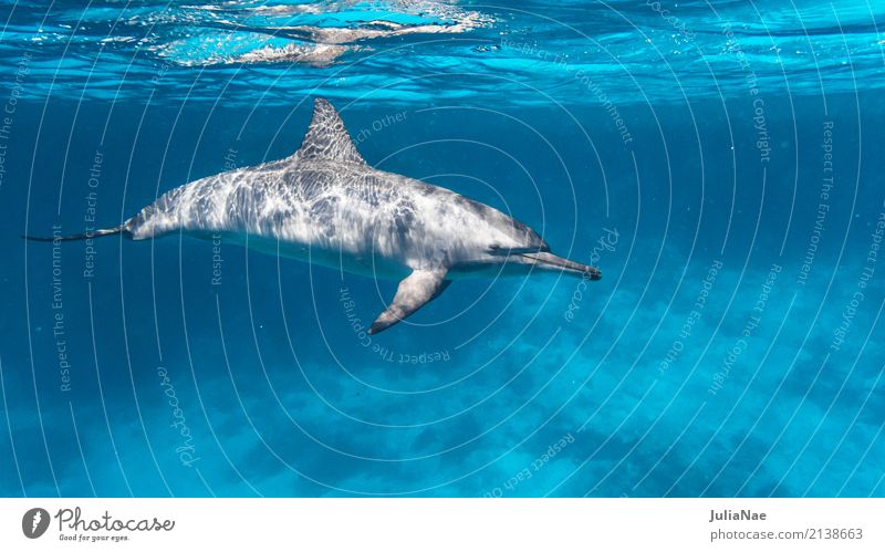 Dolphin swims in front of coral reef Ocean Dive Animal Water Reef Coral reef Group of animals Swimming & Bathing be afloat spinner dolphin Red Sea Egypt